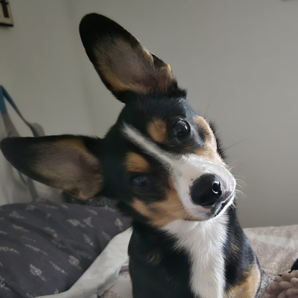 Family Pets - Picture 8 of 11